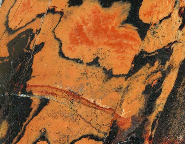 Polished Tiger Iron Stromatolite - ( Billion Years) #75838